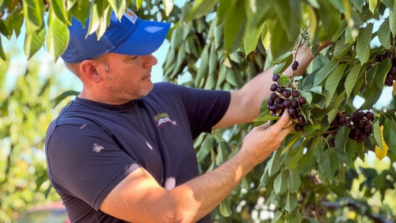 Ian Chandler’s Oregon cherries are dying on the branch — not because of bad weather, disease or blight, but because there is no one to pick them, a fact he links to the ongoing immigration crackdown.