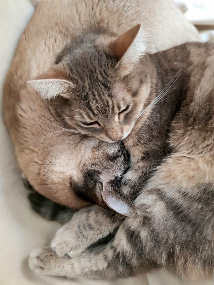 Blini and Mimo sleeping together 