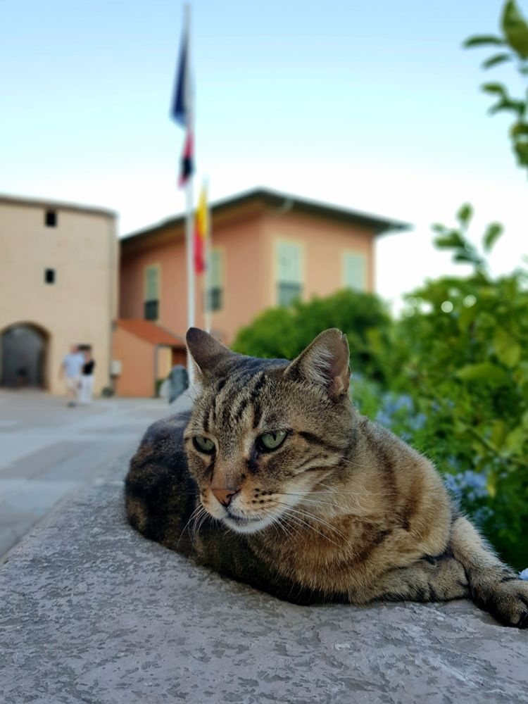 King of the square, village cat 