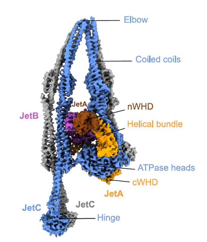 Side view of the structure of a monomer of type II Wadjet.
