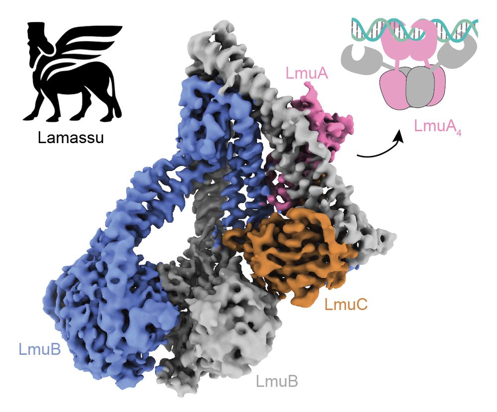 Alt : Structure of the apo Lamassu protein complex. Schematic model of the active LmuA tetramer nuclease (top right). Lamassu icon (top left).