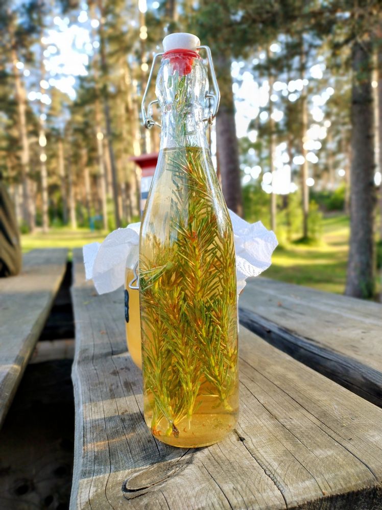 Pine needles in a  swing top bottle in sugar water