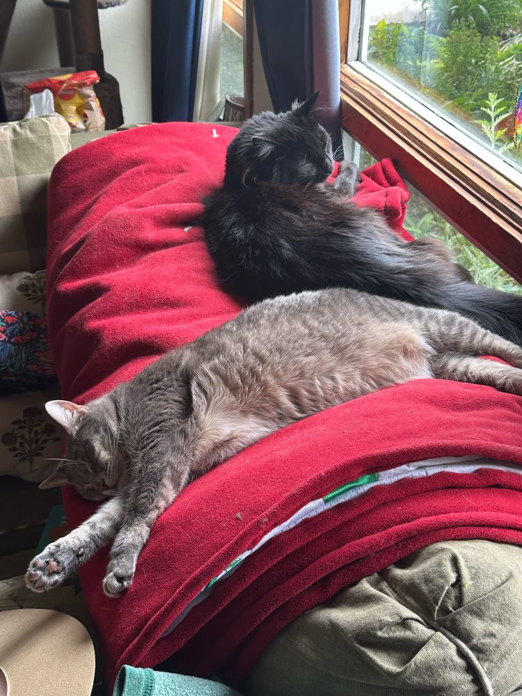 Two cats chillin in the sunlight 