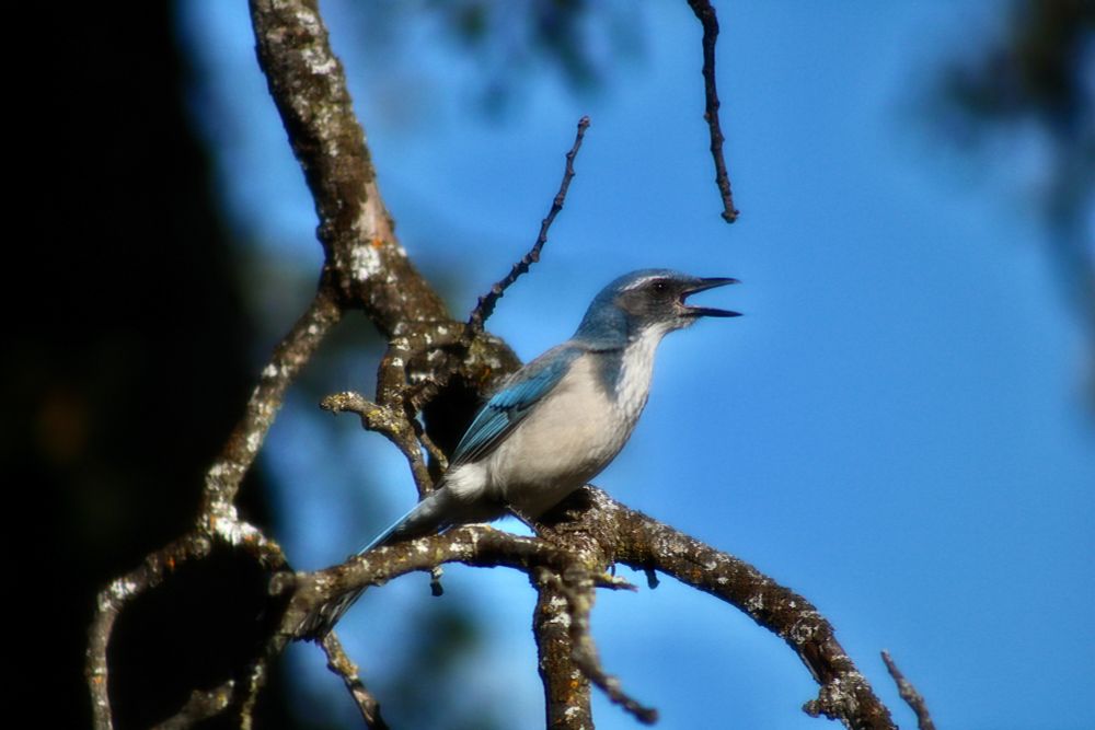 Bluejay squawking from a branch with the blue sky in the background.
