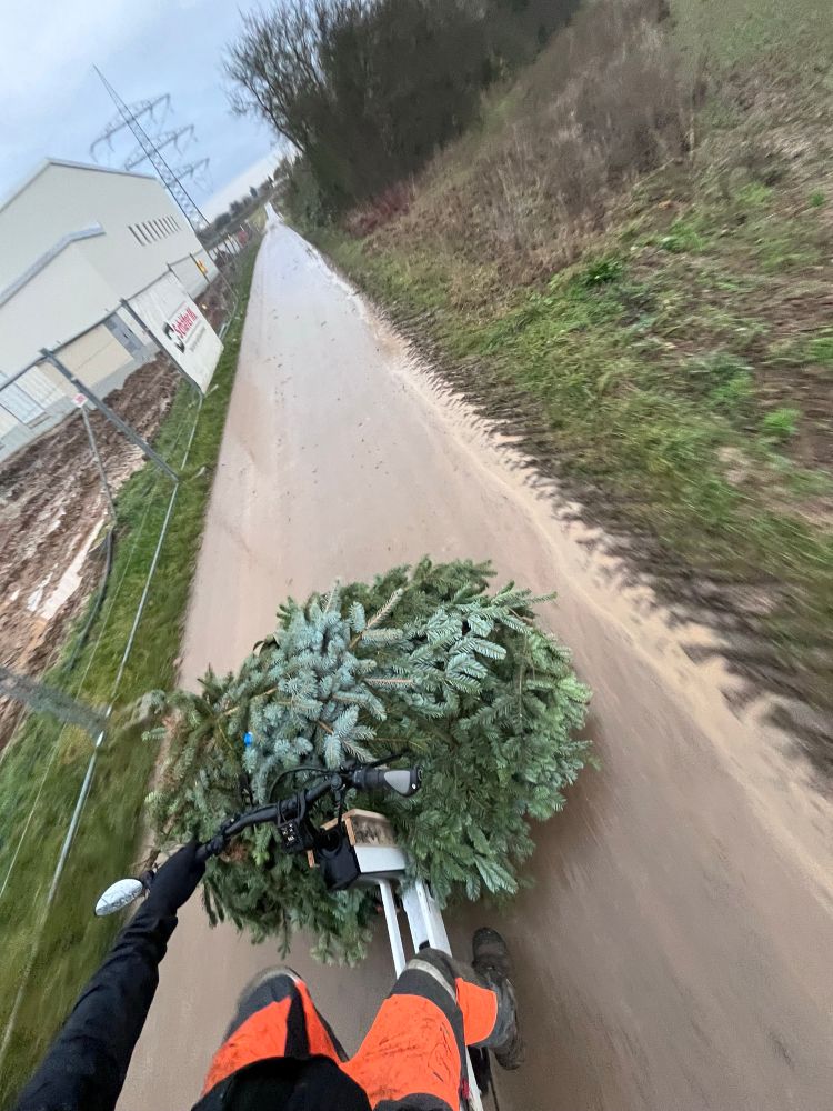 Ein Lastenrad beladen mit Tannenzweigen