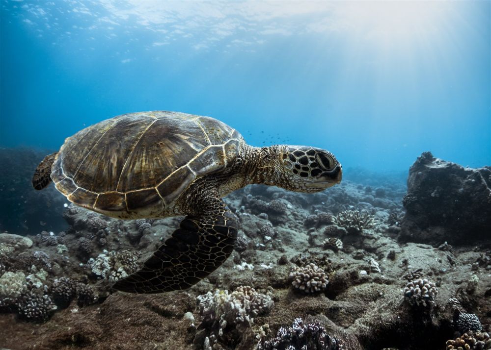 Green sea turtle