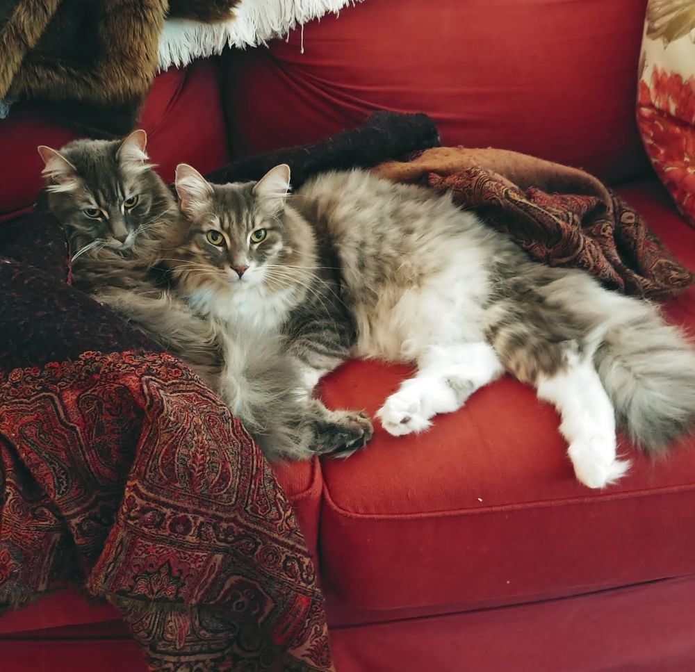Two fluffy grey and white tabby cats lounging together like Renoir models on a paisley throw draped on a deep copper colored sofa.