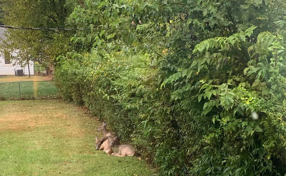 Doe and two fawns sleeping next to a hedge