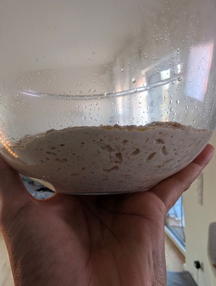 Sourdough pizza dough after leaving the cold proofing 