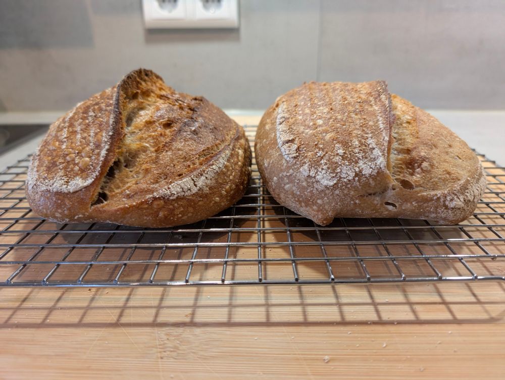 Side view of 2 fresh baked sourdough loaves on a cooling rack. 