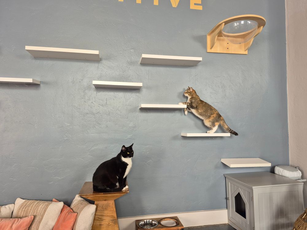 a beautiful and perfect tuxedo cat watching a tabby cat jump up a shelf 