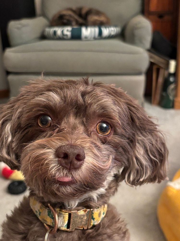 Havanese dog with tongue out