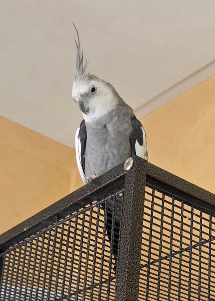 Photo of a cockatiel on top of his cage