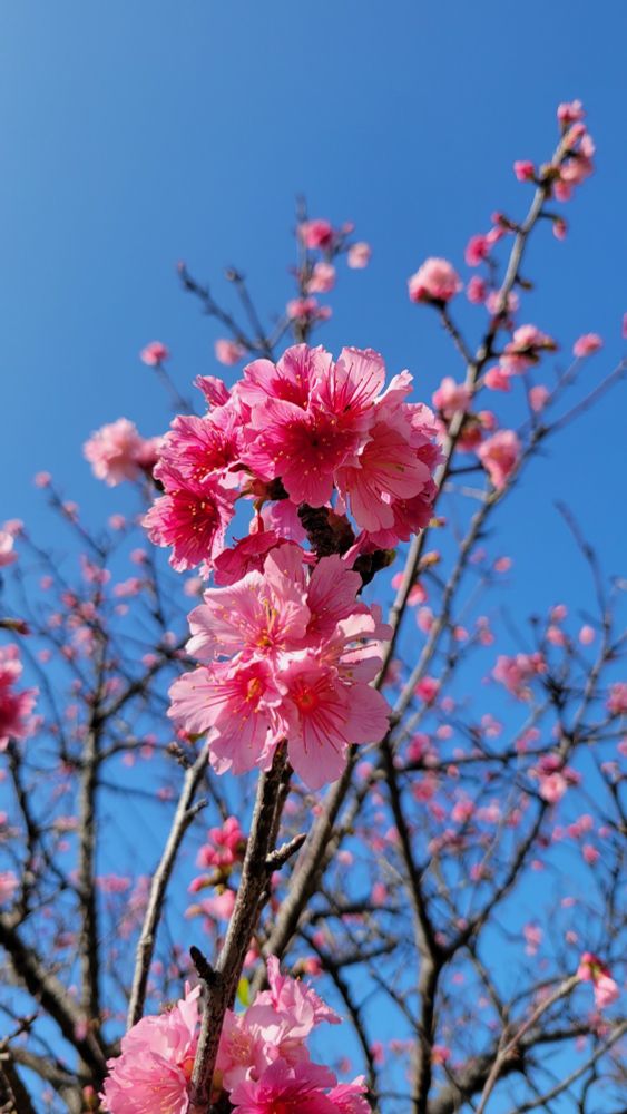 緋寒桜