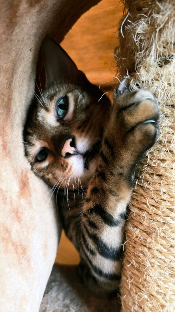 a bengal cat with green eyes and dramatic black stripes is stuck between the flat back of the scratching pad and the rope-covered cylinder