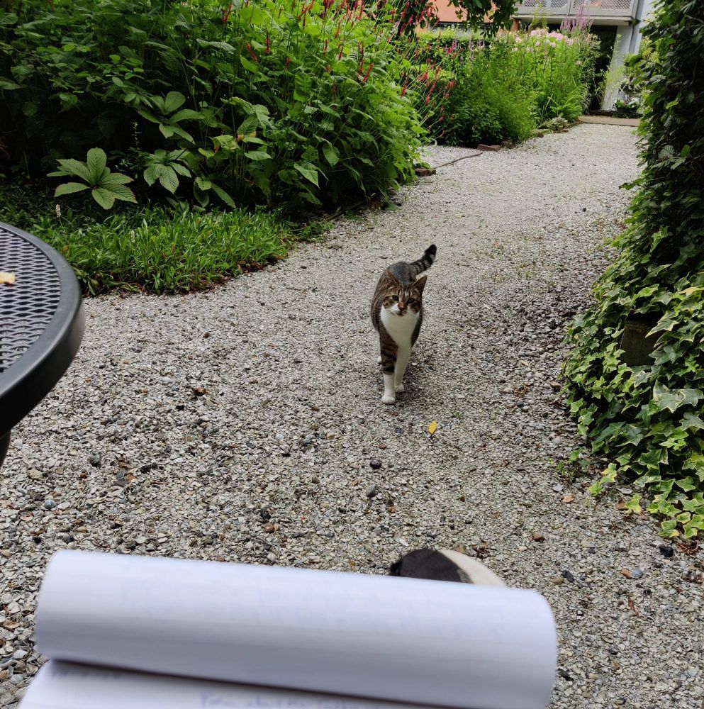 Crushed seashells cover the paths of a big indoor garden. Bright green islands of tall plants and bushes. A cute cat approaches us looking interested.