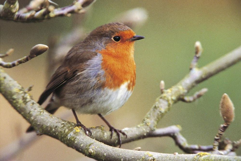 Oxford named one of England's wildlife conservation hotspots