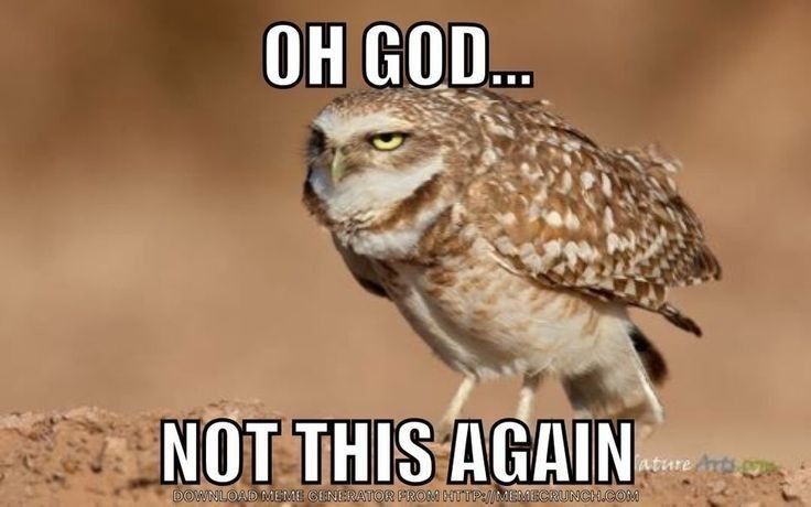 Burrowing owl meme with the text "Oh god....not this again"