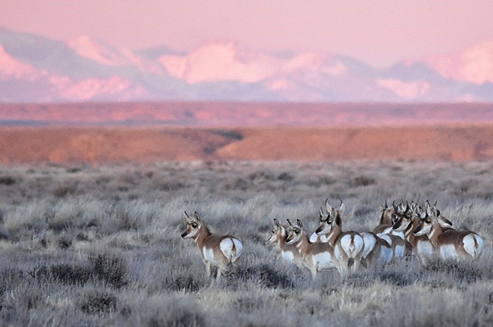 Researchers map 33 new big game migrations across American West