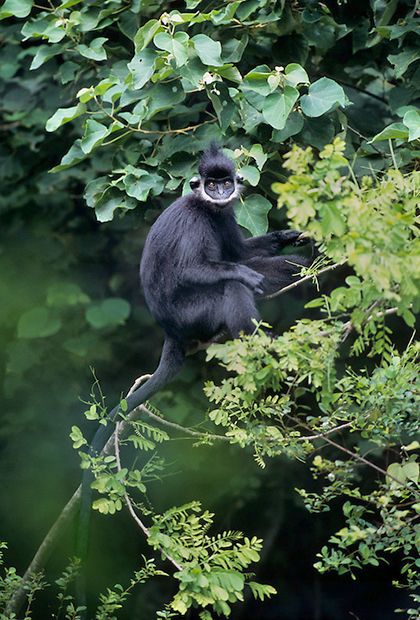 Black and white monkey sitting on a tree branch 