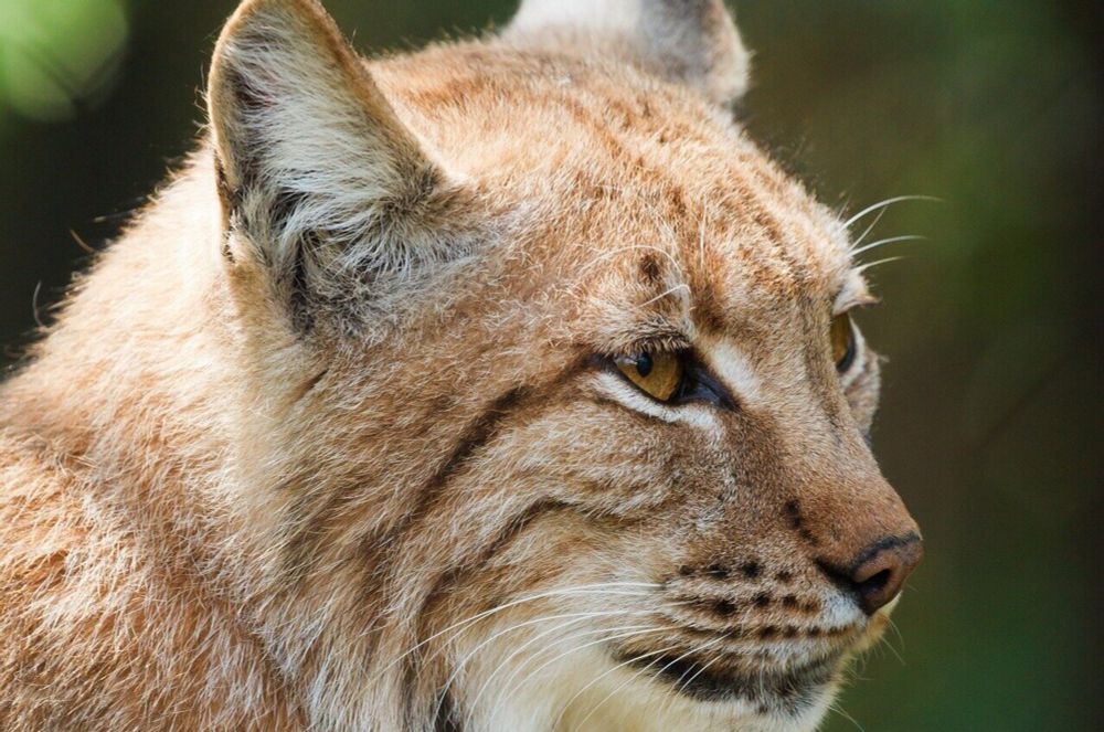 Farmers reveal what they really think about reintroducing lynx and wolves to Britain and Ireland