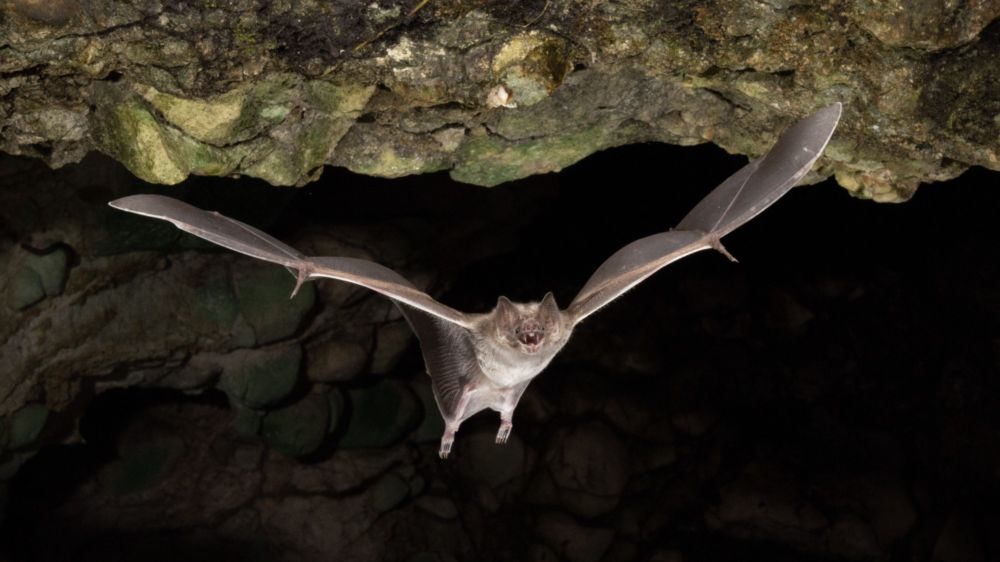 Five False Myths About Bats…And One That’s Actually True - Bat Conservation International