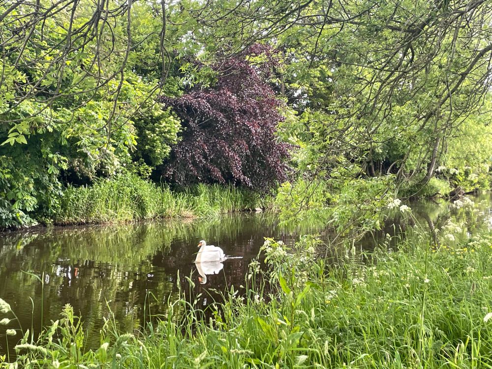 Swan gliding on a mirror bright canal, verdant verge in the foreground and leafy trees behind 