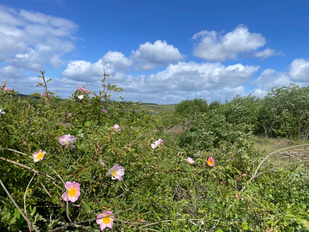 Hedge flowers in the foreground, cotton wool clouds in a bright blue sky, gently dipping grass covered ground beyond.