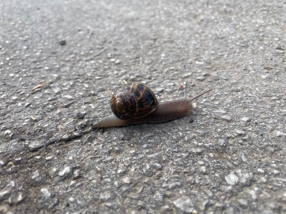 Snail on a tarmac path. Looking supremely unconcerned by the world. 