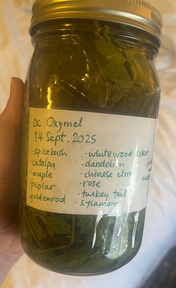 A glass jar full of vegetable matter. The label reads: ‘oxymel 14 September 2025: spicebush, catalpa, maple, poplar, goldenrod, white wood aster, dandelion, Chinese elm, rose, turkey tail, sycamore, pine, nettle’ 