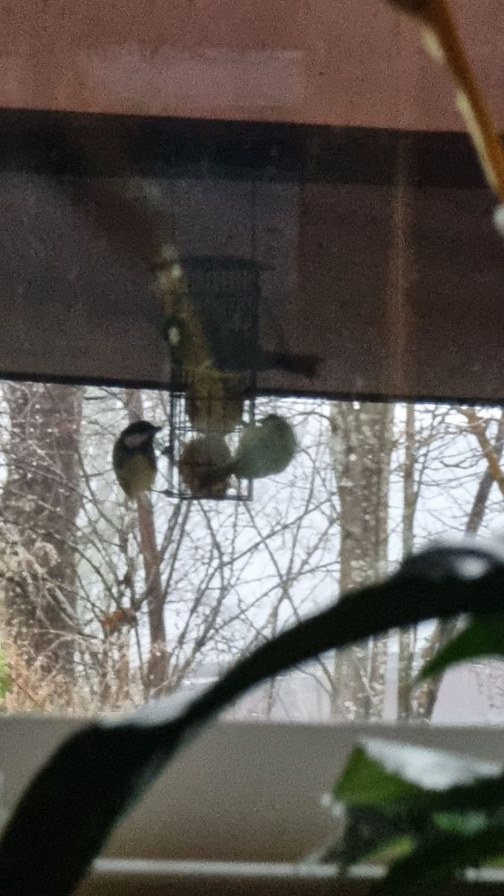 Suddigt foto på 3 hungriga mesar som nommar på talgbollar.