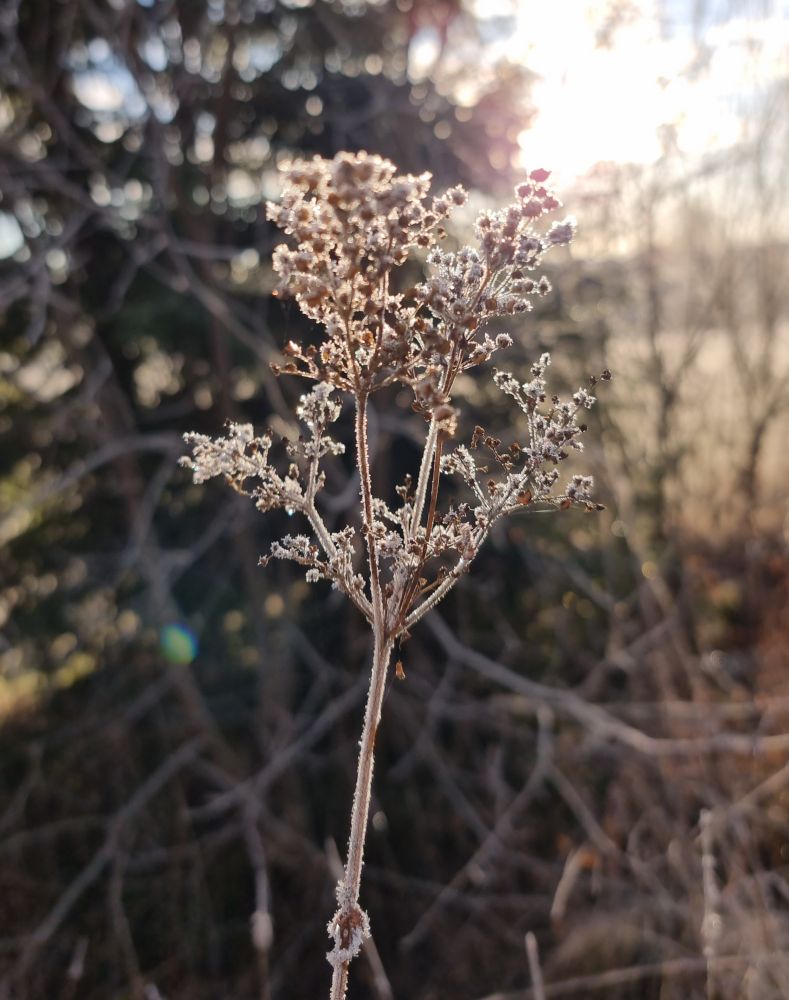En torr fröställning med glittrande rimfrost i solskenet med en bakgrund av en gran