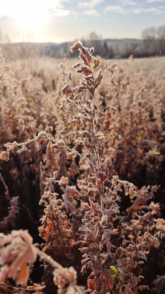 Torra bruna växter med skimrande rimfrost