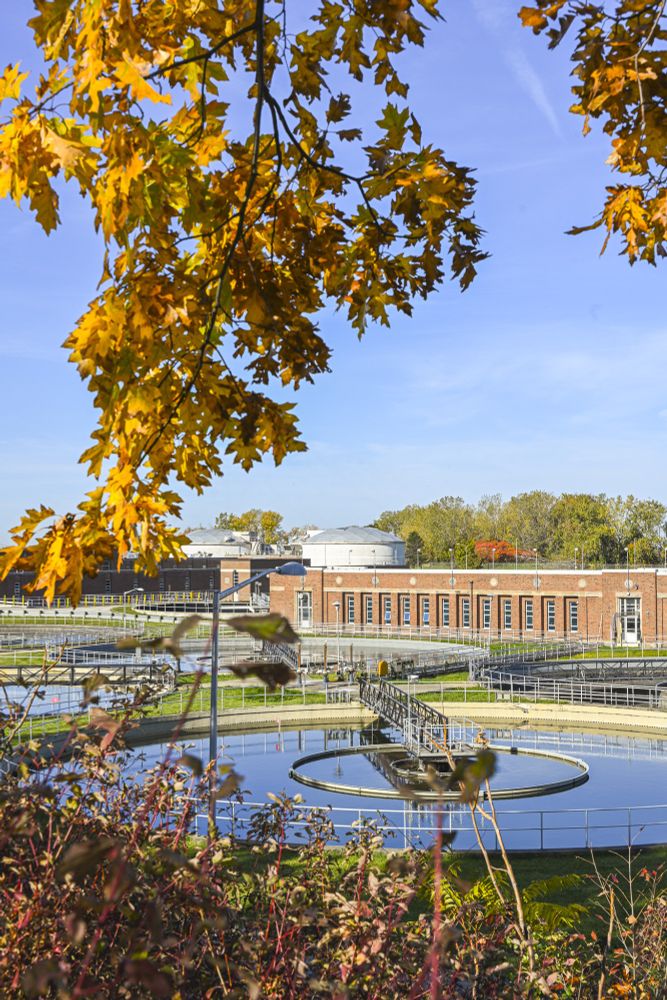 golden fall leaves hang from a branch extending downward in the frame in front of a still wastewater tank and bright blue sky.