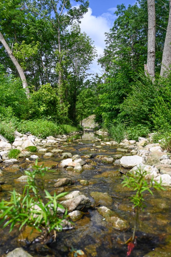 vertical image looking downstream of a shallow healthy creek. rocks line each bank, shoots of green grow out from the waterway, and tall trees and lush vegetation emerge from the floodplain to frame the image on both sides.