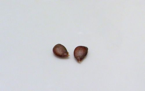 Two brown apple pips