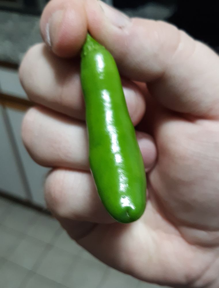 A serrano pepper that definitely isnt shaped like something else