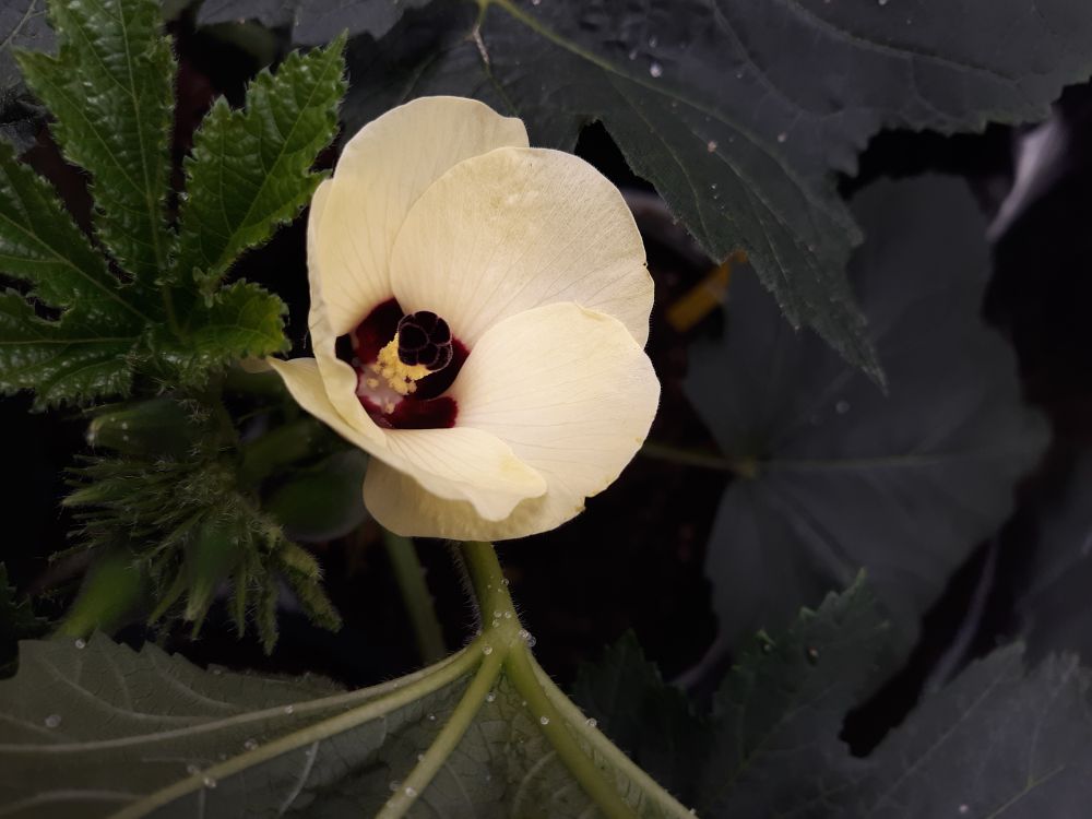 An Okra flower that is white with a purple center