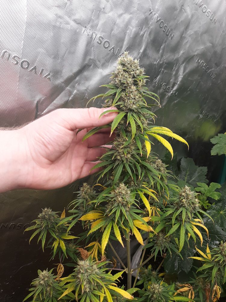 A Durban Poison cannabis plant at the cusp of ripeness