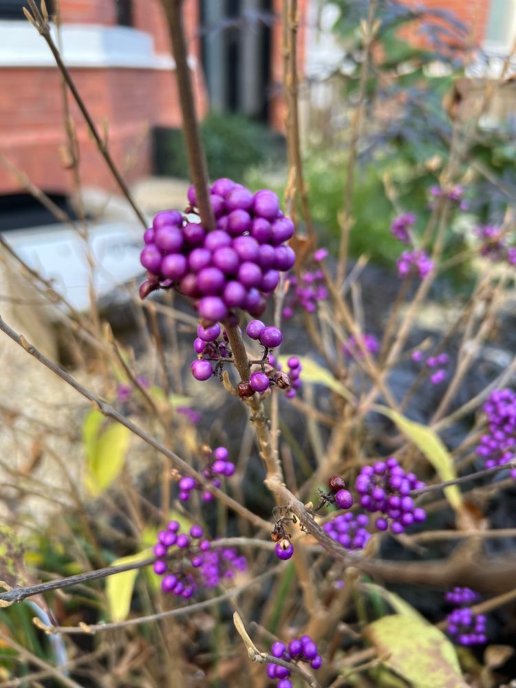 Garden plant with purple ball shaped berries