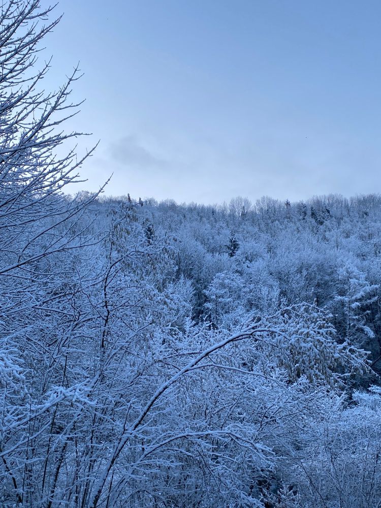 Wintermorgen, Blick auf einen verschneiten Wald.