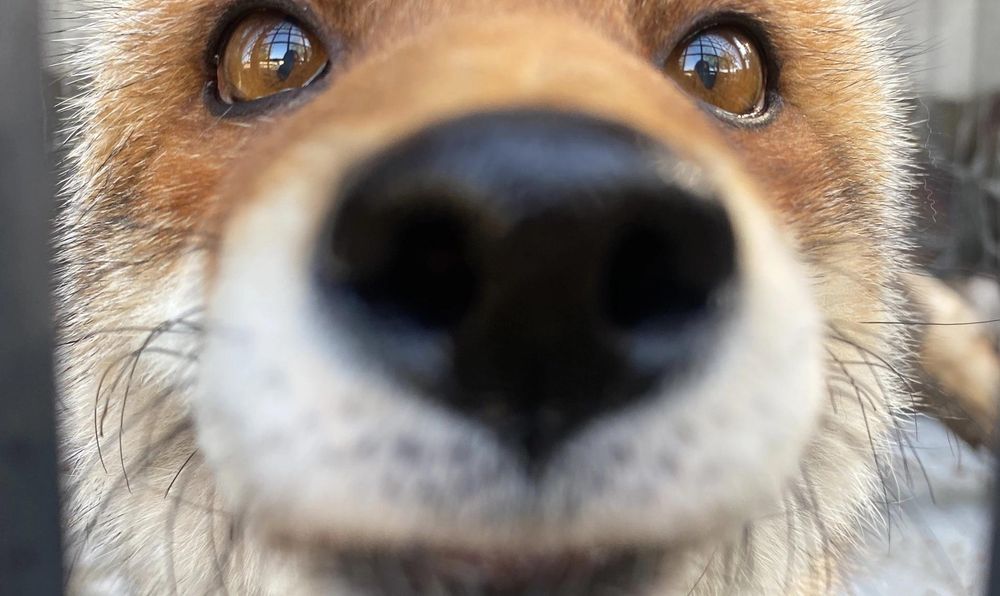 A close up photo of a fox's face. Their snout is so close to the camera it is blurry. 