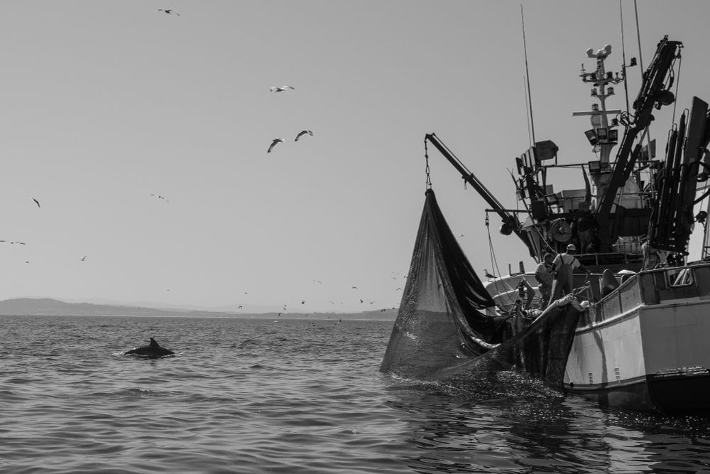 Un delfín junto a un barco pesquero recogiendo la red.