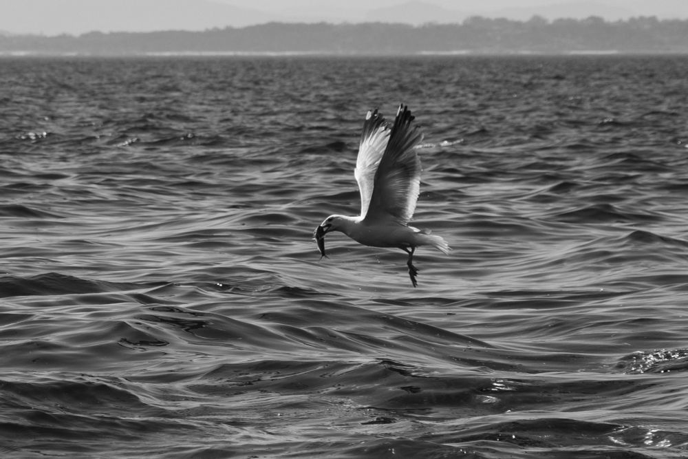 Una gaviota con una sardina en el pico