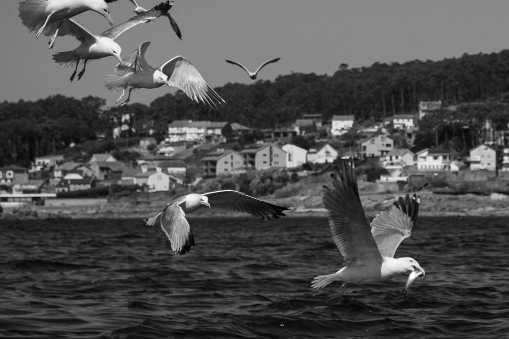 Varias gaviotas persiguen a la que lleva la sardina