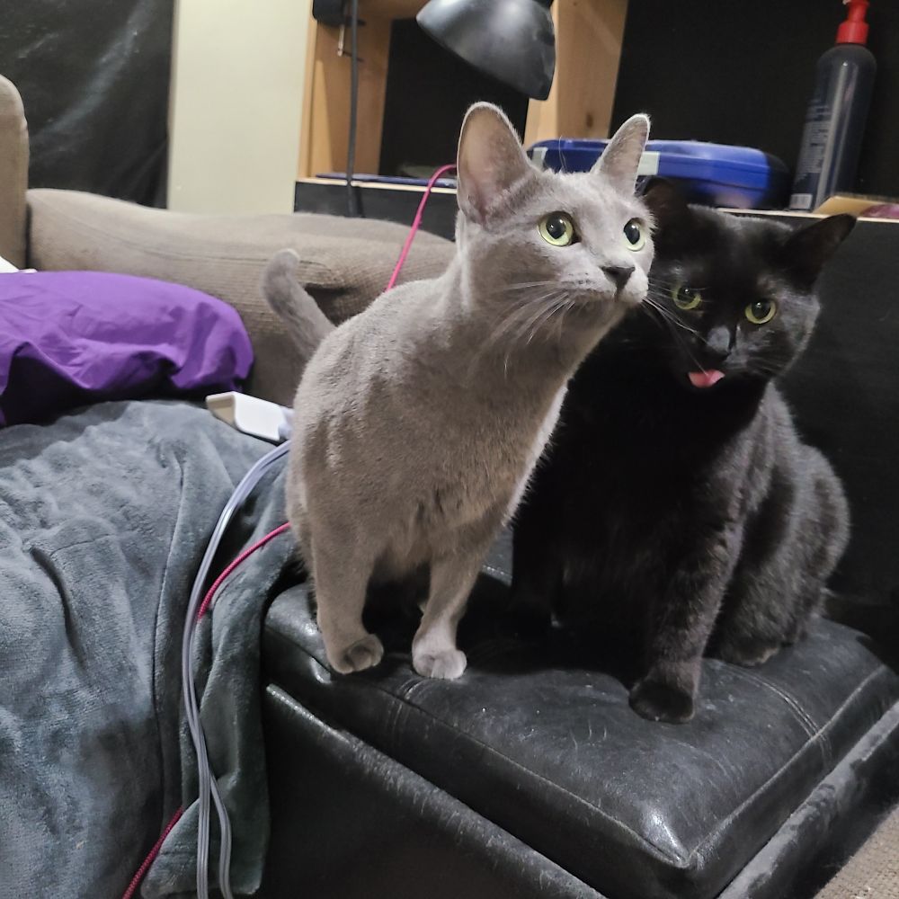 Two cats sitting on a black cushion. Kitty, a gray cat, is pushing forward of Wumpus, a black cat. Kitty is looking up with anticipation and showing off her whiskers while Wumpus is licking her lips with satisfaction.