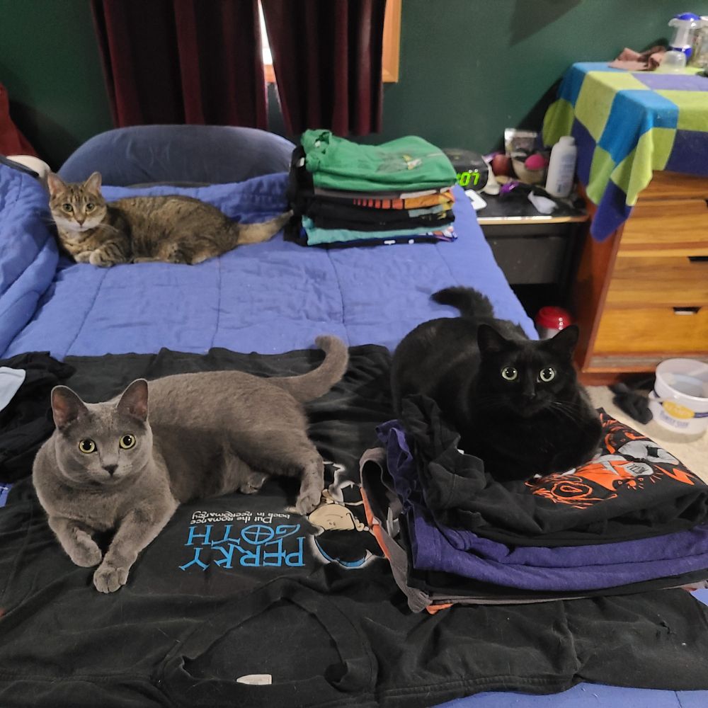 Three cats helping fold laundry on a bed. In the back is Macie, a brown tabby cat, lounging next to a pile of folded t-shirts. Front left is Kitty, a gray cat, flopped on a spread out t-shirt. Front right is Wumpus, a black cat, loafing on another stack of folded t-shirts. 