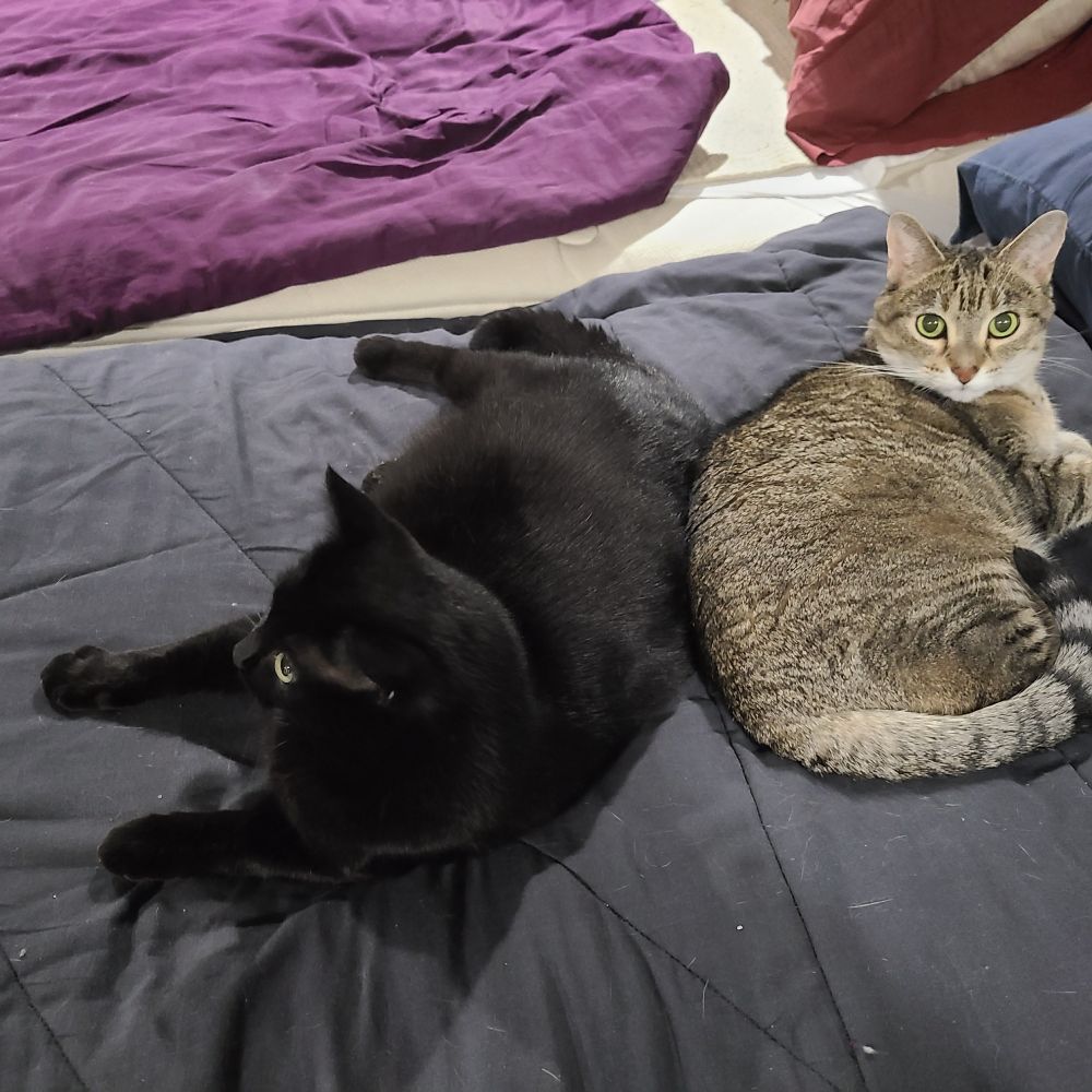 Two cats laying back to back on a black bed. Wumpus, a black cat, has her head closer to the camera but is looking away. Macie, a brown tabby cat, is looking over her shoulder directly at the camera. 
