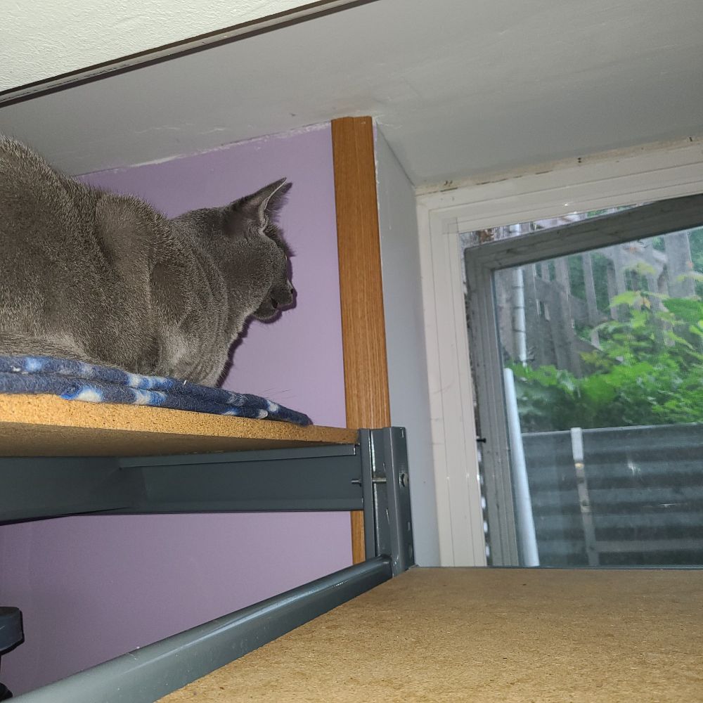 Kitty, a gray cat, loafing on a high shelf looking out a slightly open window. 