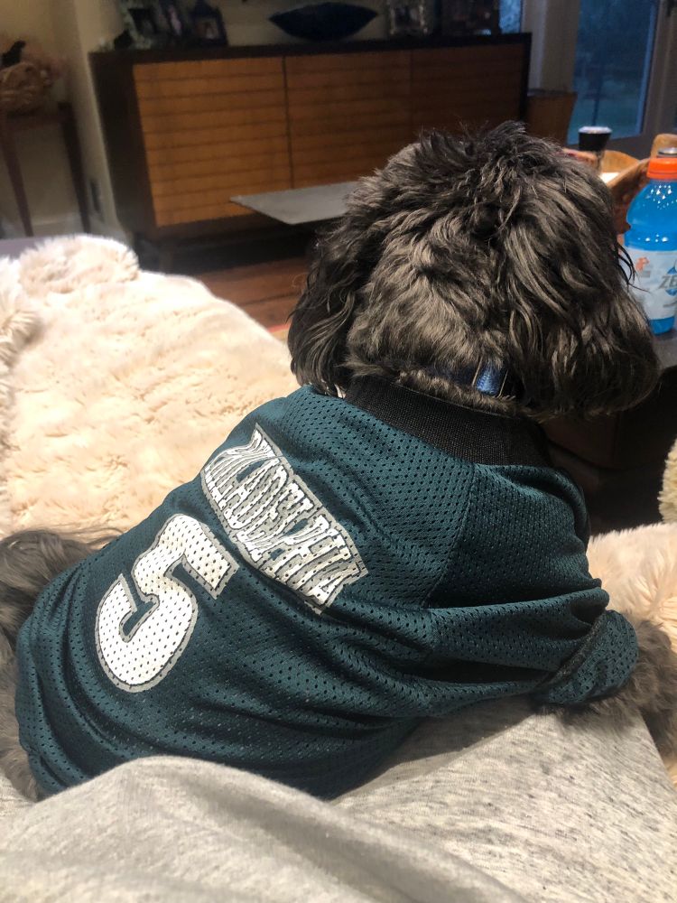 My dog Ricky wearing a McNabb jersey 
